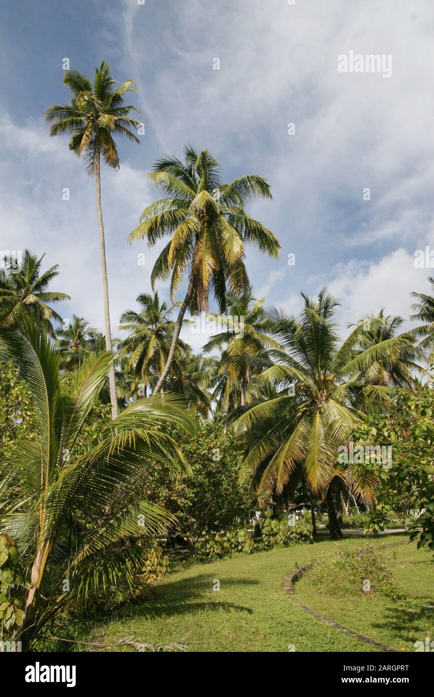 Palm trees, lawn and vegetation, La Digue, Seychelles. Stock Photo