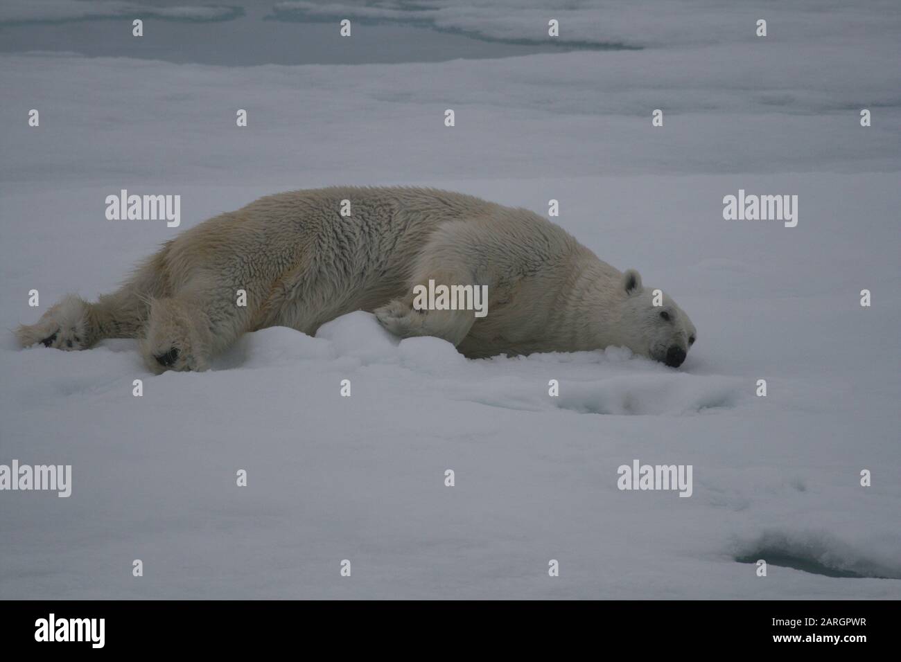 Polar Bear, Svalbard Stock Photo - Alamy