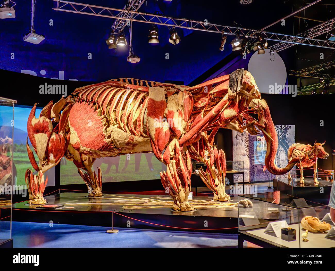 Plastination Specimen High Resolution Stock Photography And Images Alamy Plastination Specimen High Resolution Stock Photography And Images Alamy