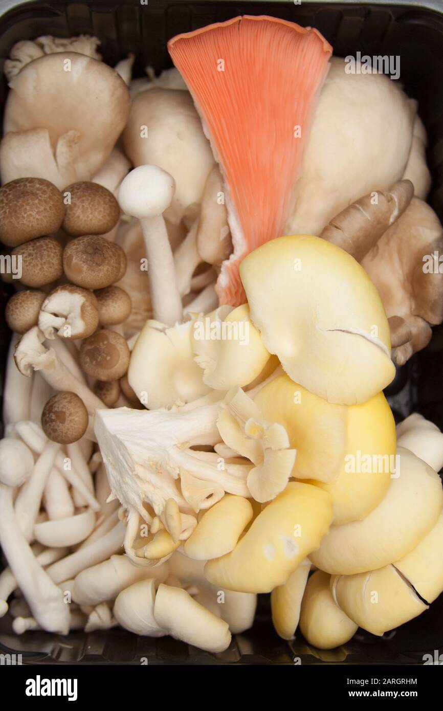 Edible raw mushrooms Stock Photo Alamy