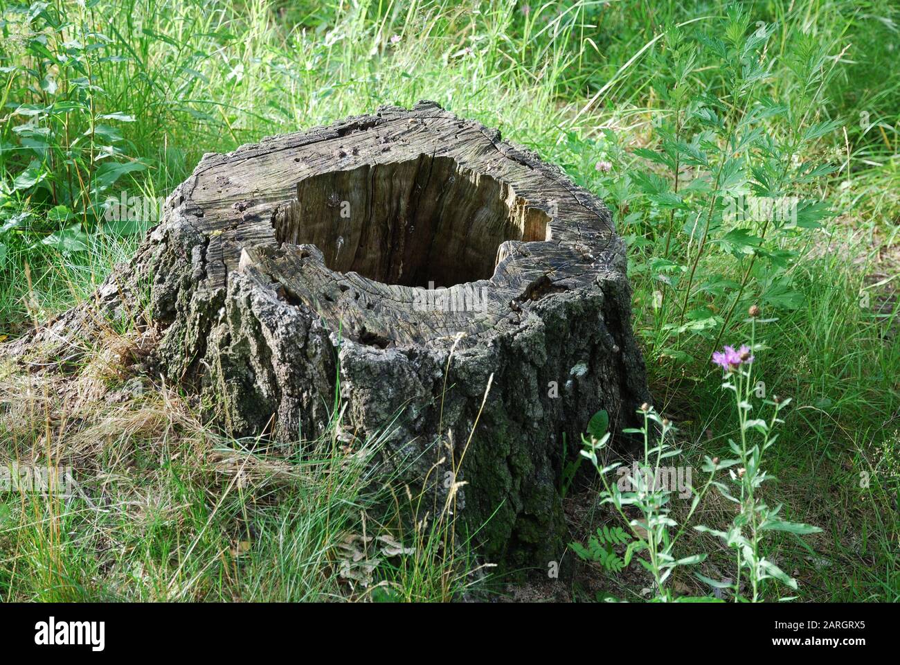 old dead tree stump with a hole in the forest Stock Photo