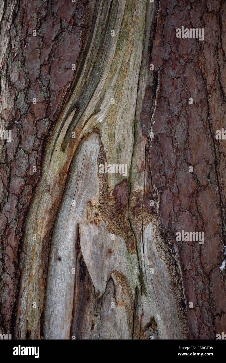 Woodcut tree trunk hi-res stock photography and images - Alamy