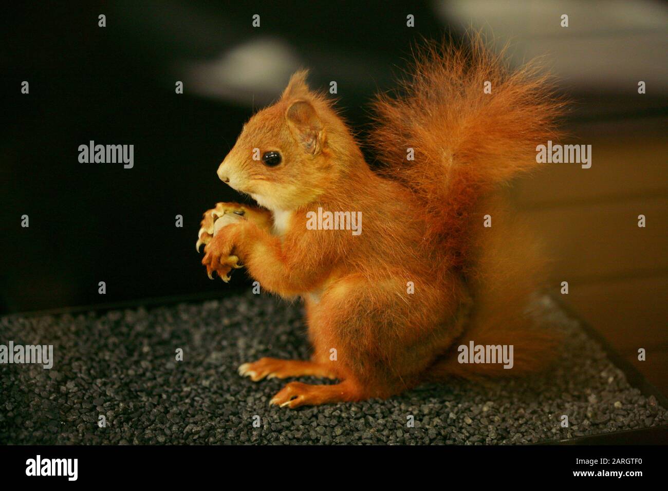 Dissected red squirrel in a french museum Stock Photo Alamy