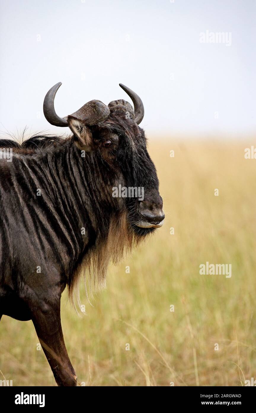 Blue Wildebeest, connochaetes taurinus, Portrait of Adult, Masai Mara Park in Kenya Stock Photo