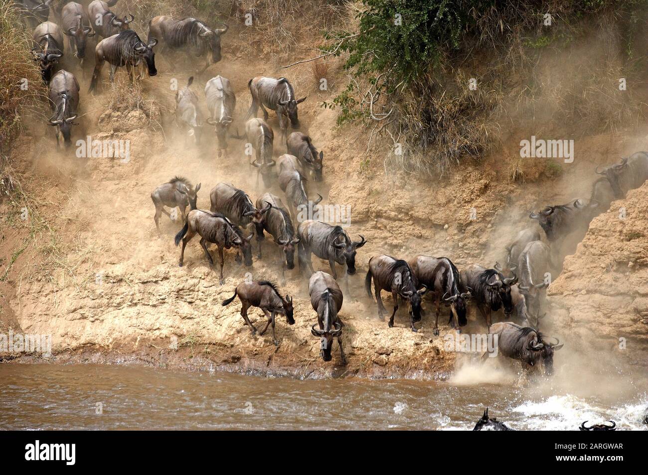 Blue Wildebeest, connochaetes taurinus, Herd migrating, Crossing Mara River, Masai Mara Park in Kenya Stock Photo