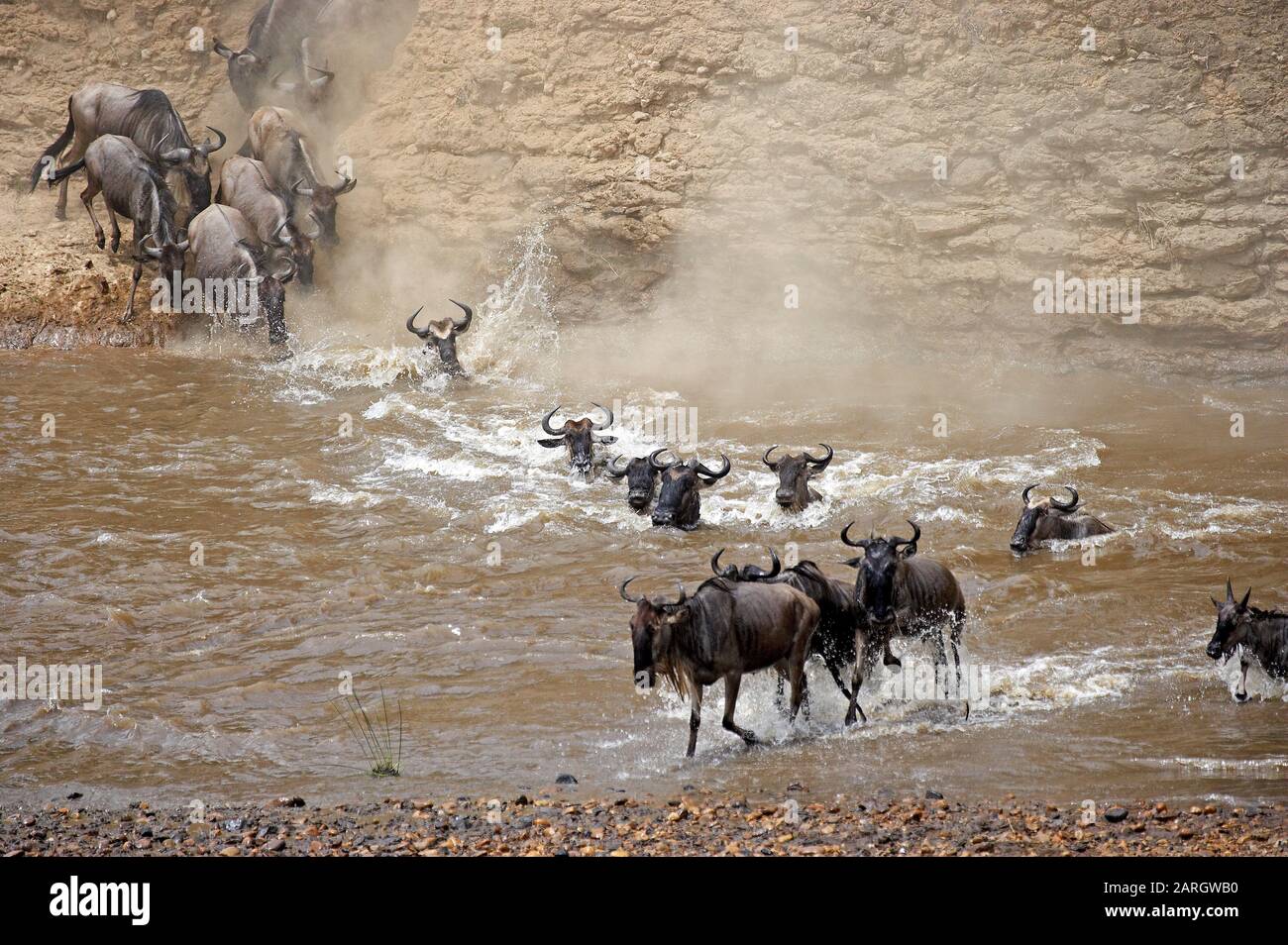 Blue Wildebeest, connochaetes taurinus, Herd migrating, Crossing Mara River, Masai Mara Park in Kenya Stock Photo