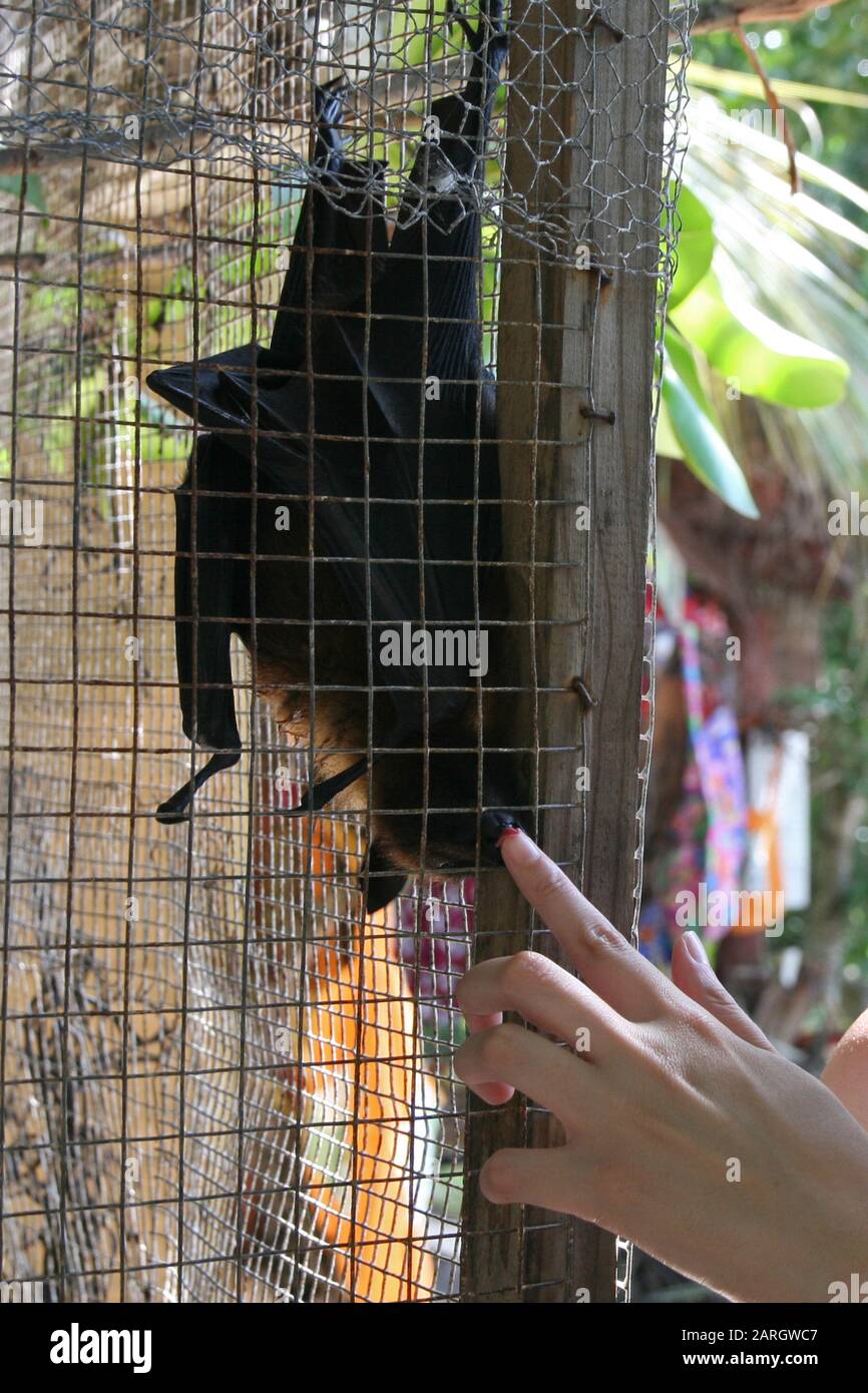 Rescued Seychelles fruit bat in cage, La Digue, Seychelles. Stock Photo