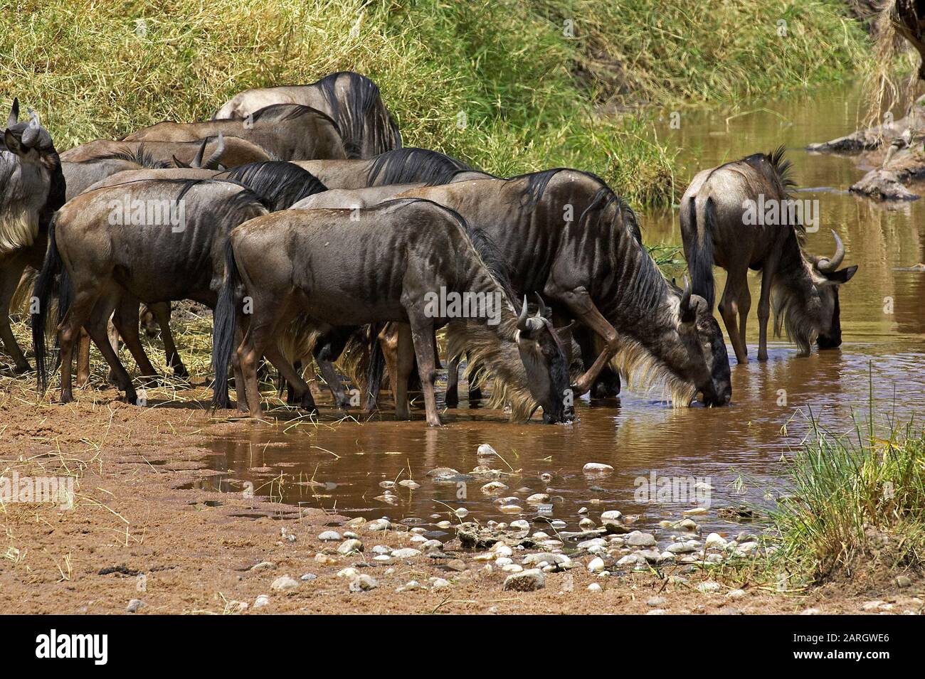 Blue Wildebeest, connochaetes taurinus, Herd migrating, Drinking at River, Masai Mara Park in Kenya Stock Photo