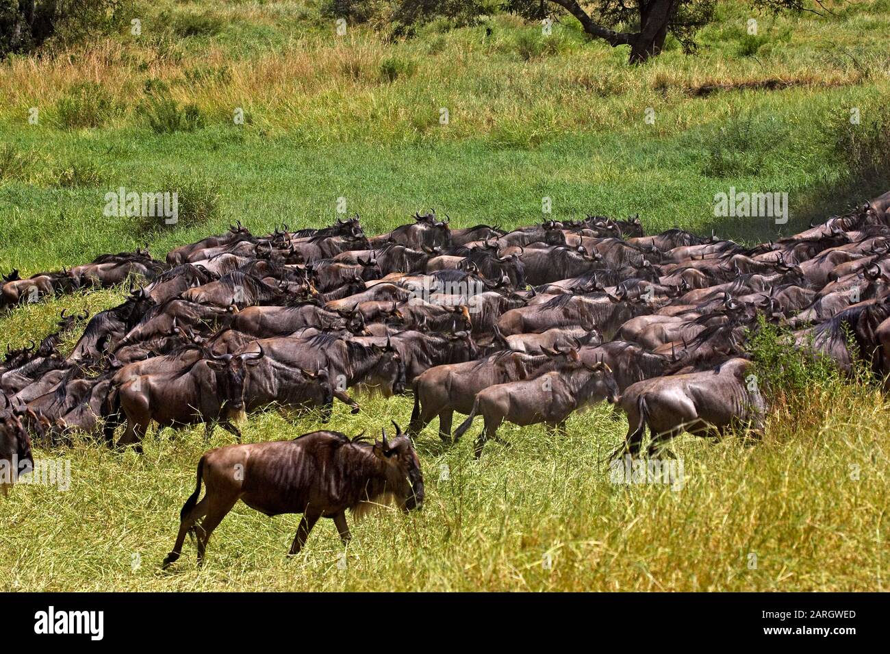 Blue Wildebeest, connochaetes taurinus, Herd migrating, Masai Mara Park in Kenya Stock Photo