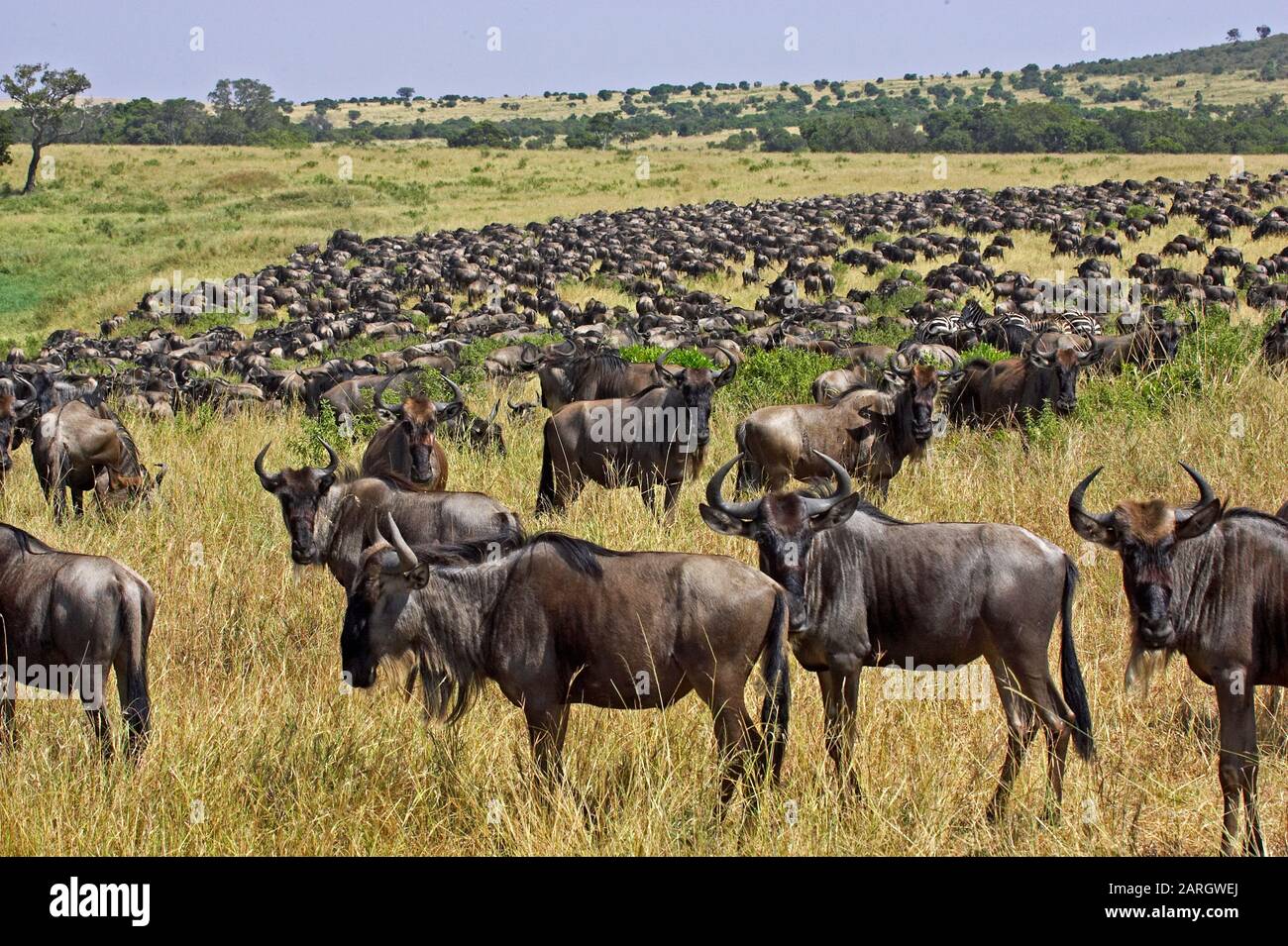 Blue Wildebeest, connochaetes taurinus, Herd migrating, Masai Mara Park in Kenya Stock Photo
