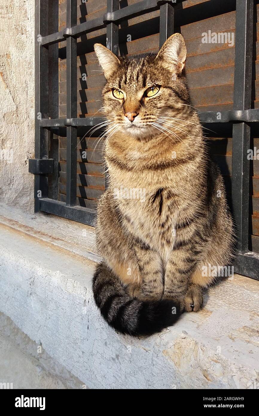Street cat sitting on stone window-sill by old brick wall Stock Photo