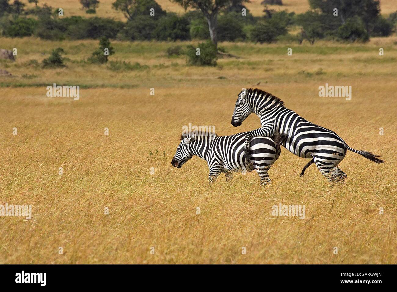 Zebra mating not insect not bird hi-res stock photography and