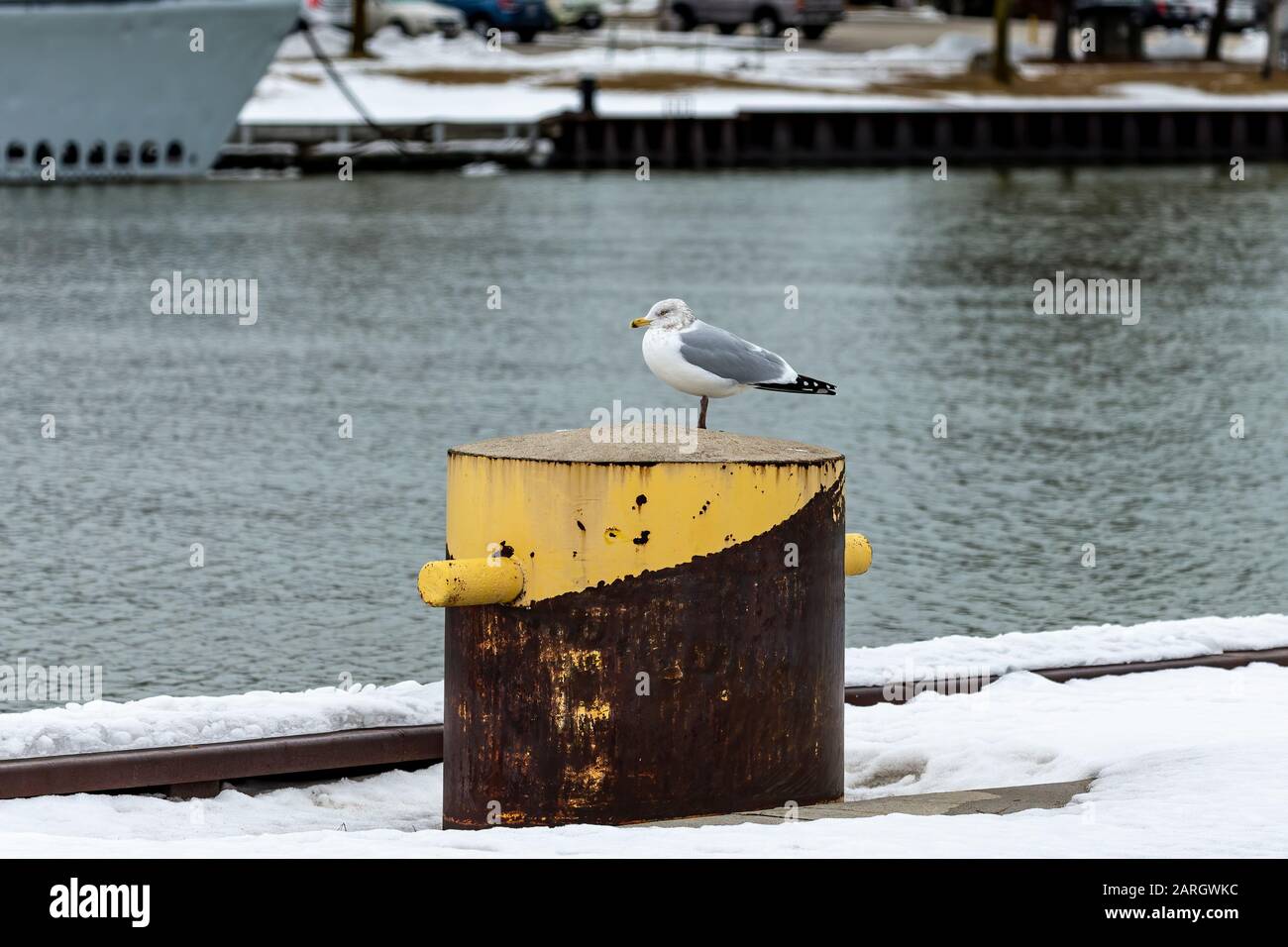 Seagull sitting on snow hi res stock photography and images Alamy