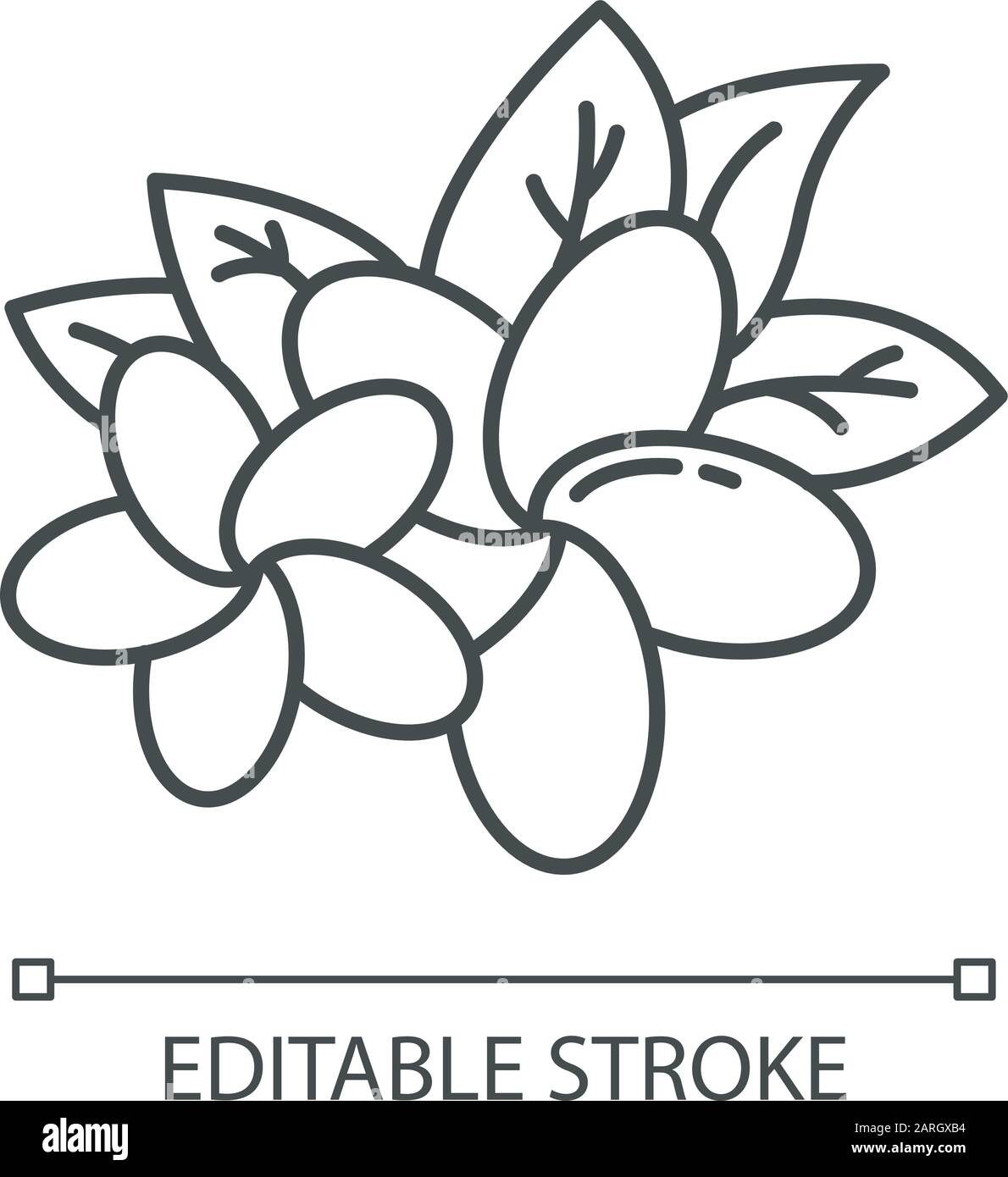 https://c8.alamy.com/comp/2ARGXB4/plumeria-linear-light-icon-two-exotic-flowers-flora-of-indonesia-tropical-plant-blossom-of-frangipani-thin-line-illustration-contour-symbol-vec-2ARGXB4.jpg