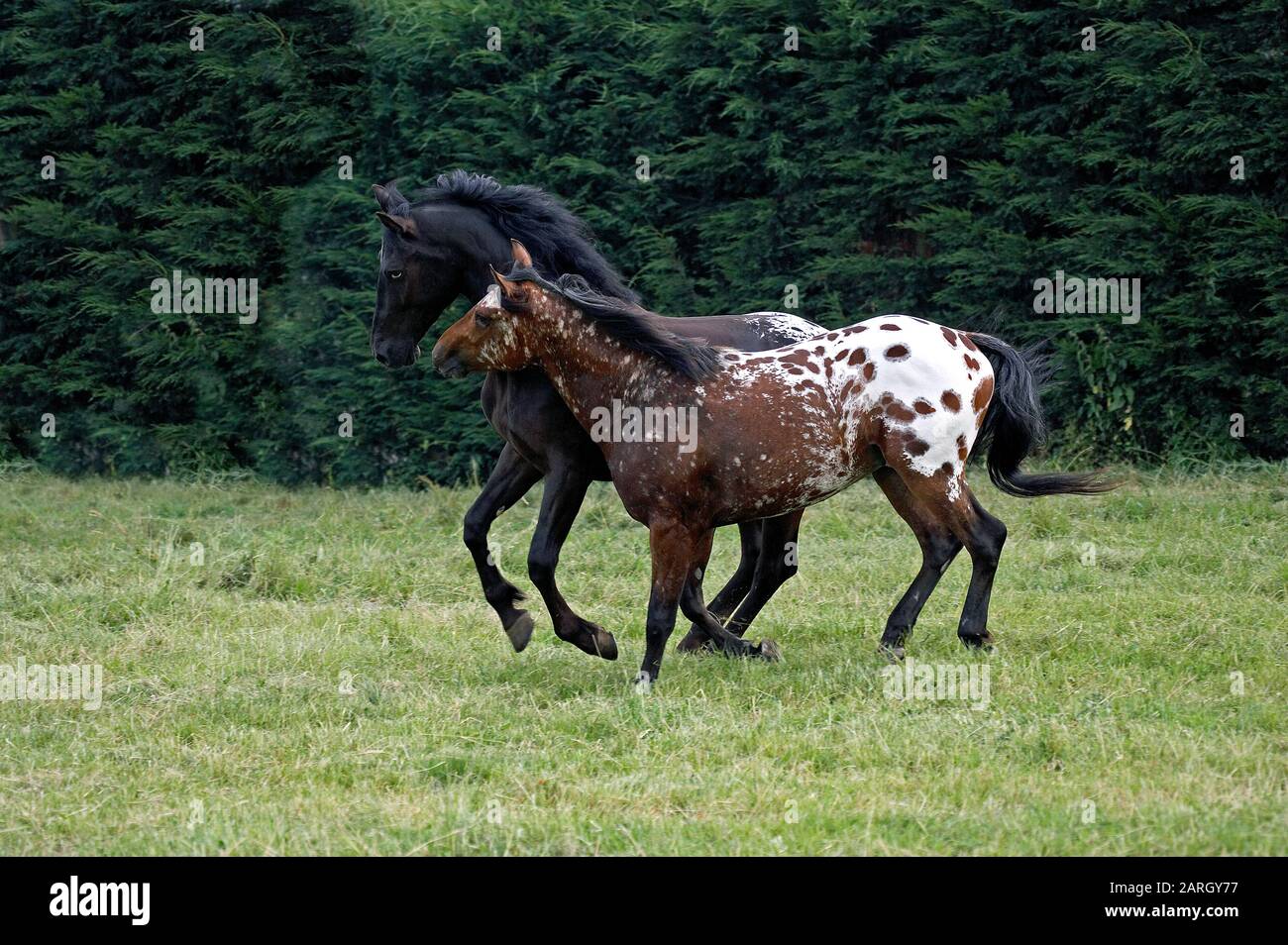 Old Appaloosa horse Stock Photo - Alamy