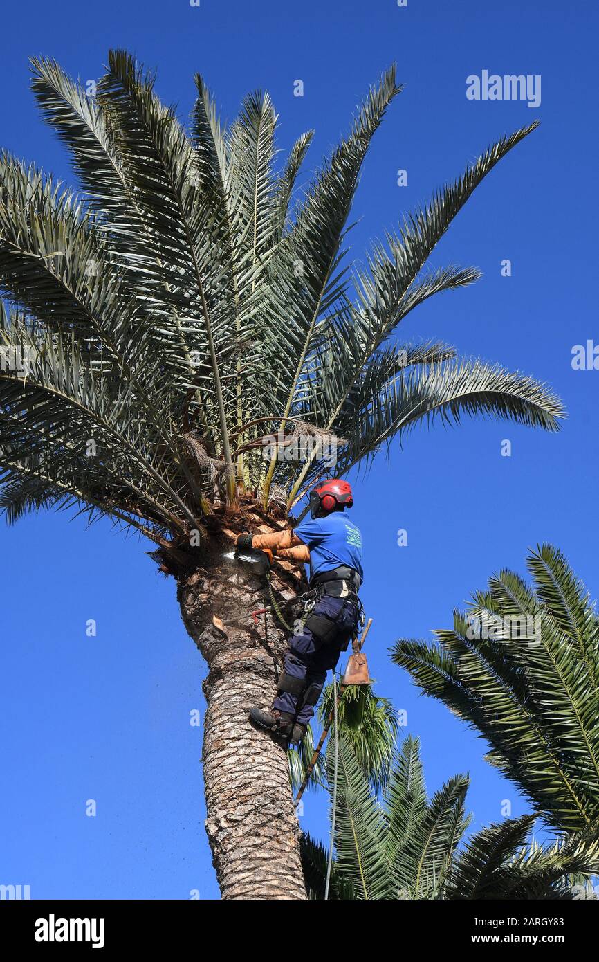 TREE SURGEON - TRIMMING PALM TREES Stock Photo
