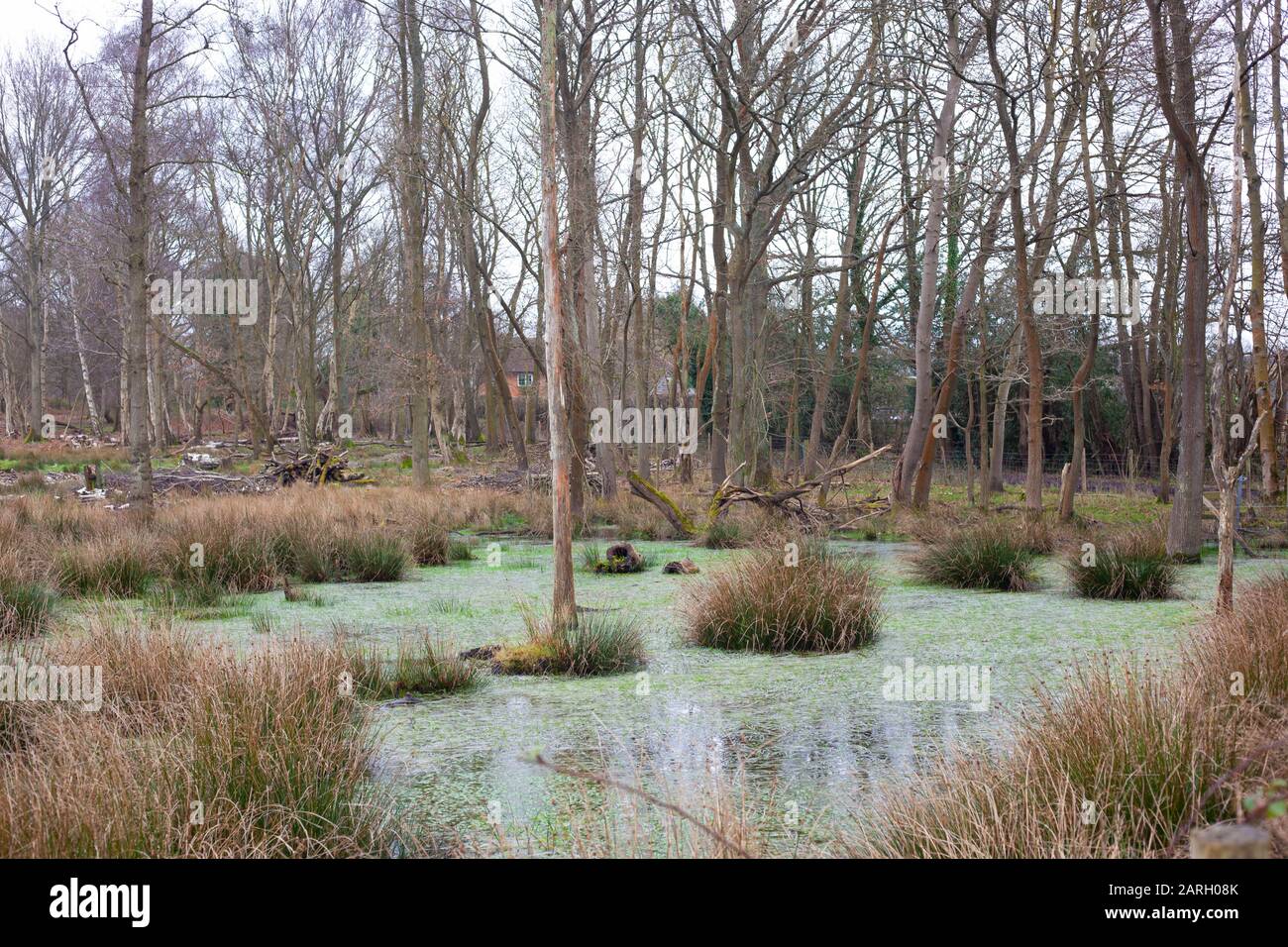 Last four valley bogs hires stock photography and images Alamy