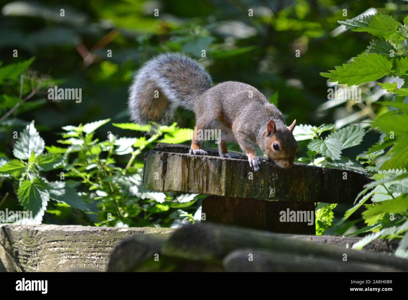 Grey Squirrel (Sciurus Carolinensis) looking for food. North Yorkshire. UK Stock Photo