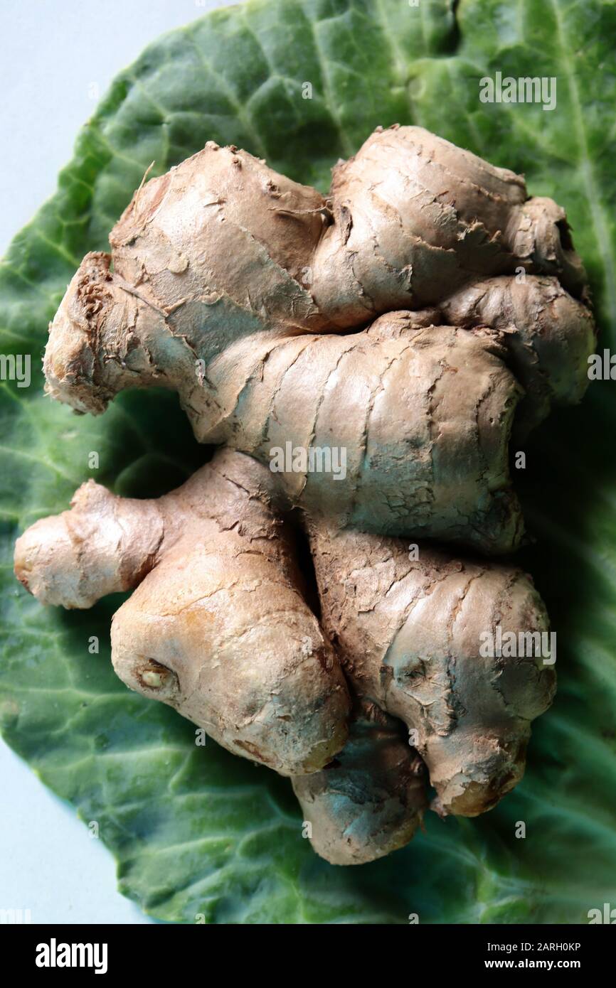 Ginger root plant zingiber hi-res stock photography and images - Alamy