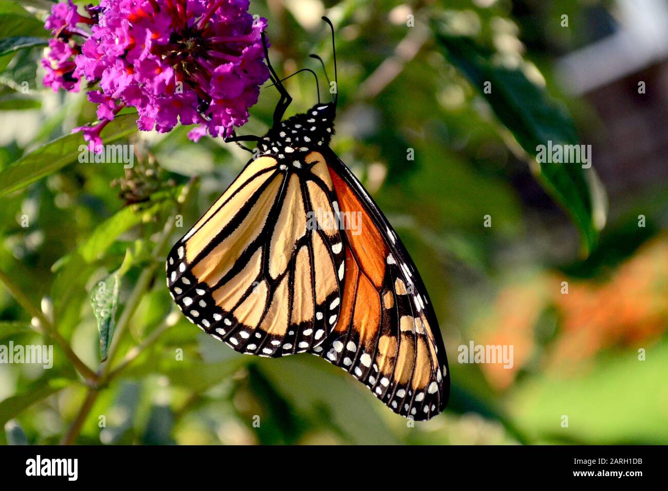 Closeup of a Monarch butterfly (Danaus plexippus) feeding on the nectar ...