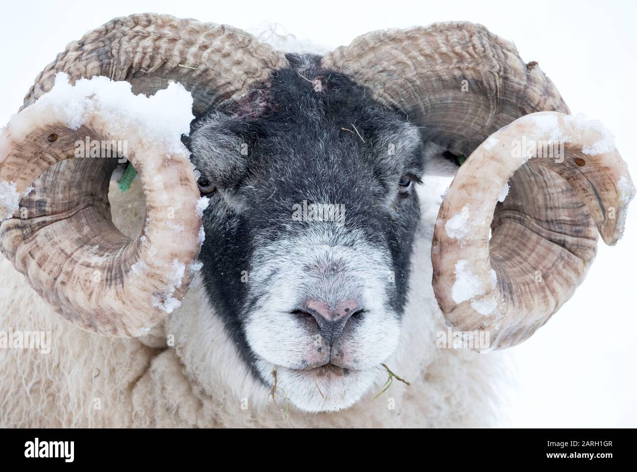 Edgefield Rams Head Rams Head Live High Resolution Stock Photography and Images - Alamy