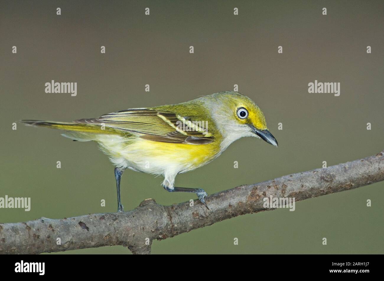 White-eyed vireo portrait Stock Photo