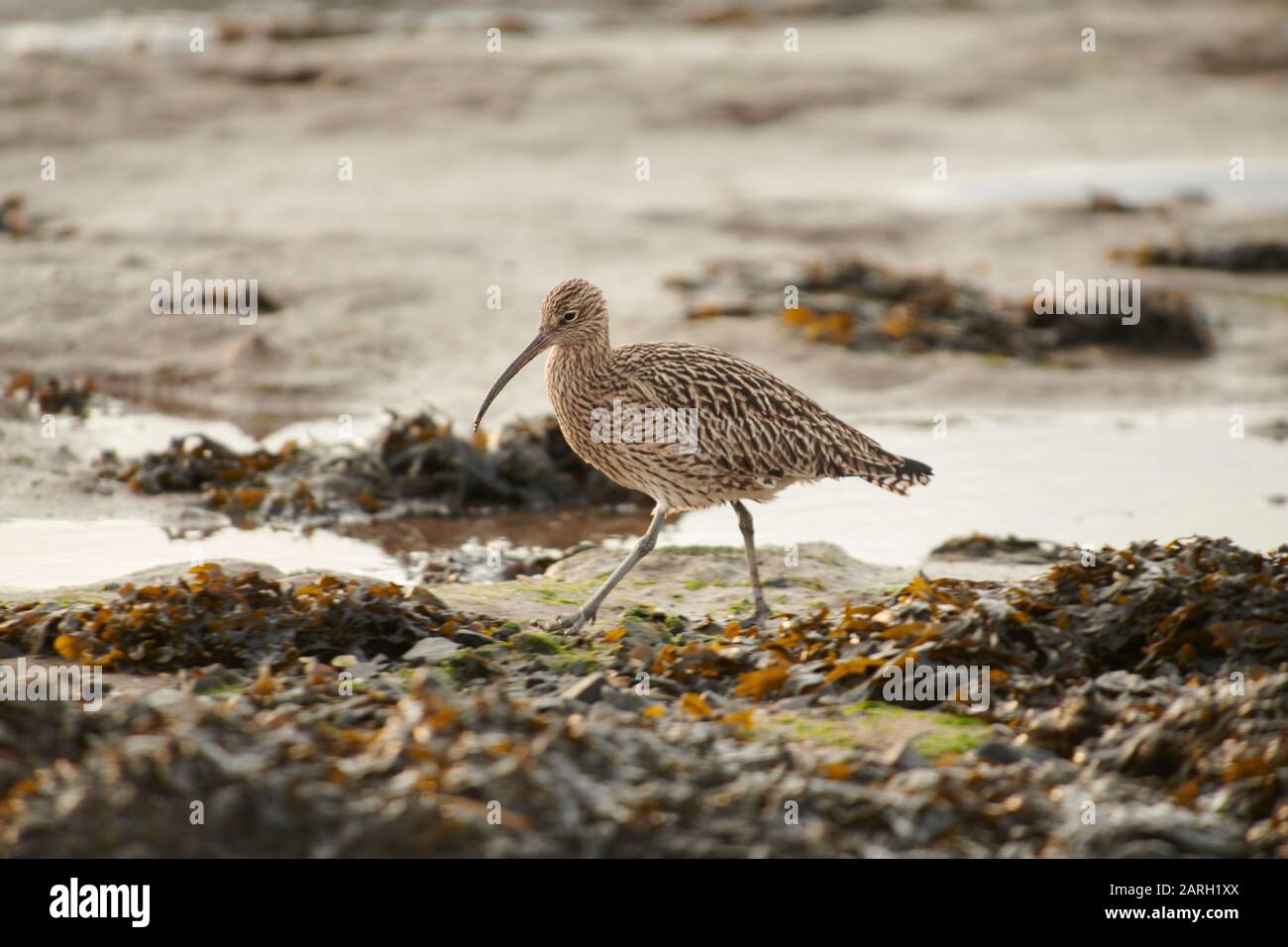 Curlew water reeds hi-res stock photography and images - Alamy