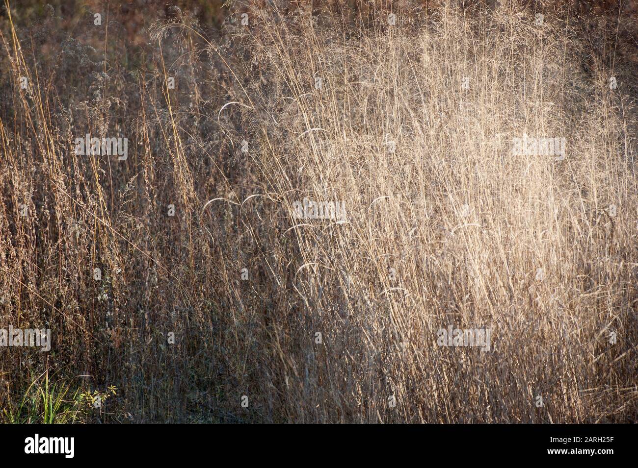 November native grasses at Strack Pond in Queens New York City Stock Photo