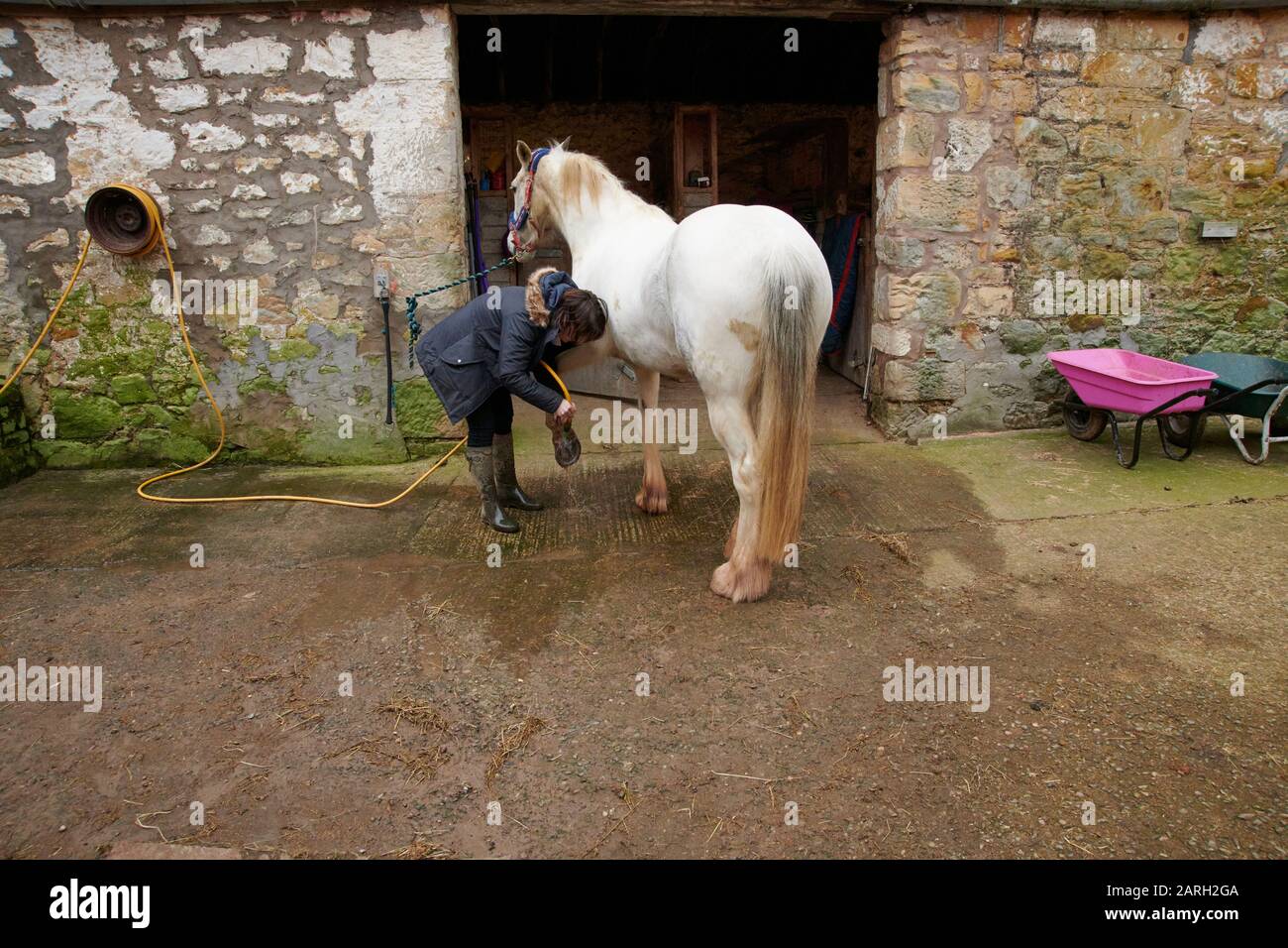 A young woman washing her horses' hooves with a hosepipe, to wash out