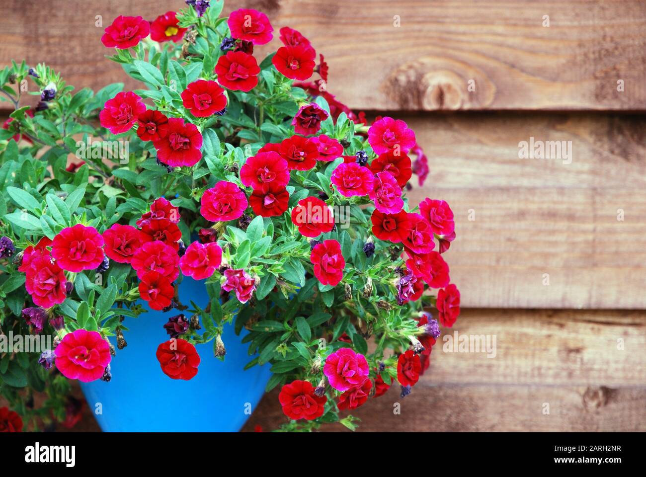 Deep red ampelous mini petunia flowers in turquoise blue pot against wooden wall background.  Superbells Calibrachoa Hybrid Stock Photo
