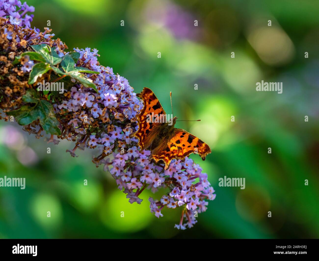 Comma Buttrfly Comma Butterfly ( Polygonia c-album ) Resting Stock Photo - Alamy