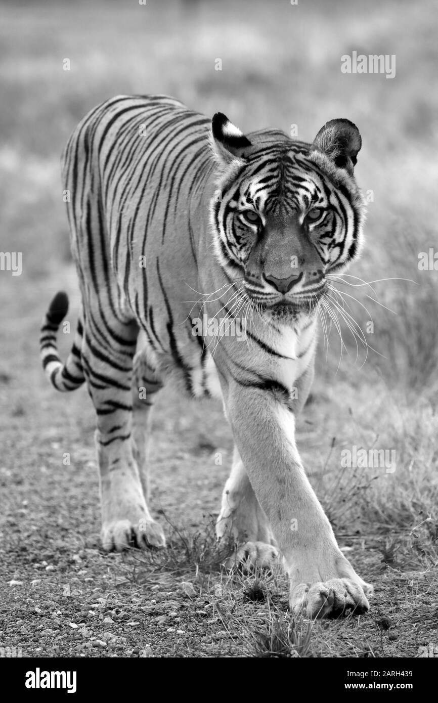 A Bengal tiger (Panthera tigris tigris) in the Drakenstein Lion Park