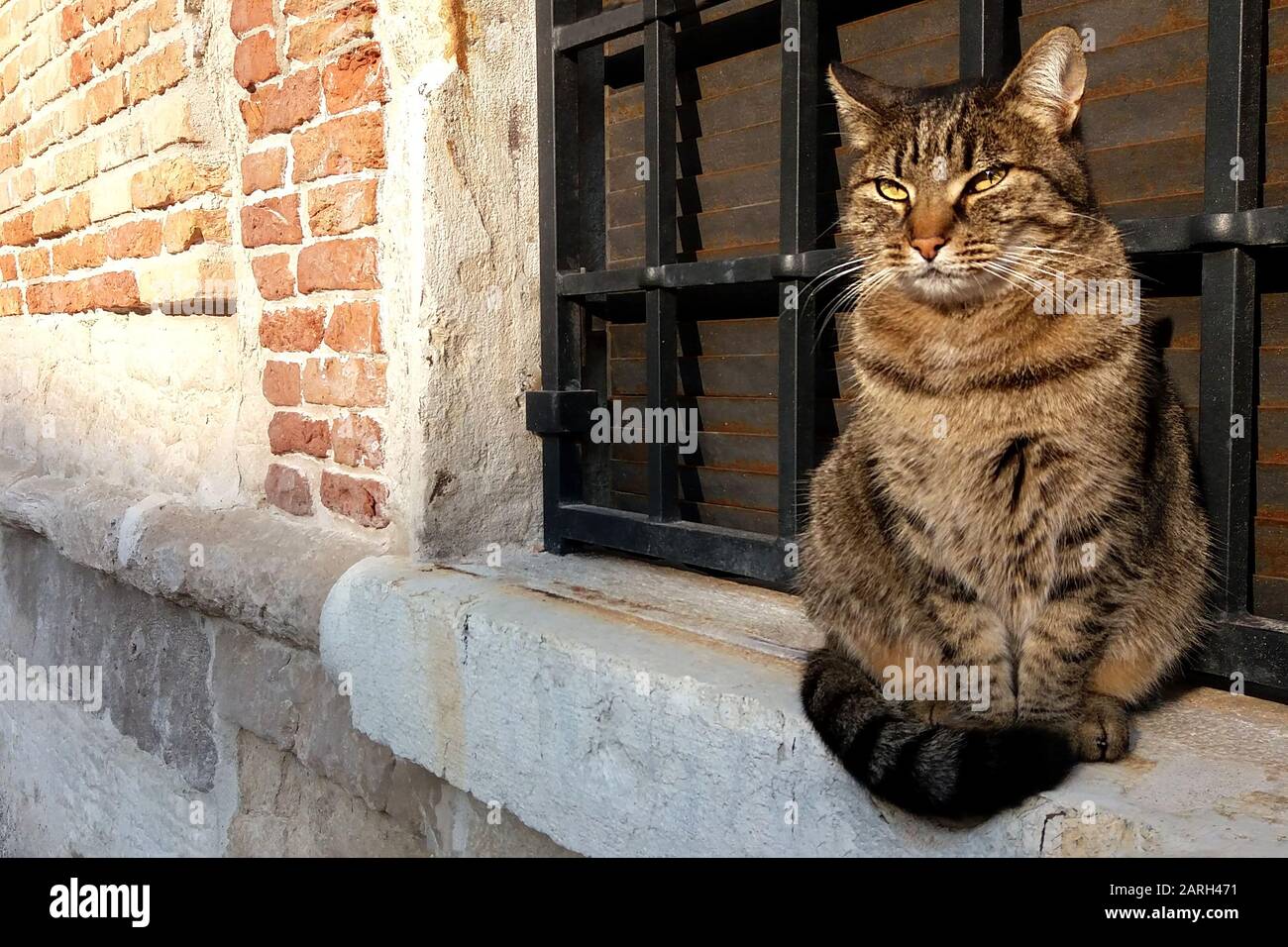 tabby street cat sitting on stone window sill outdoors Stock Photo - Alamy