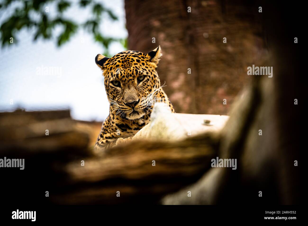 A young reclining leopard in Bioparc Fuengirola with only the head visible Stock Photo