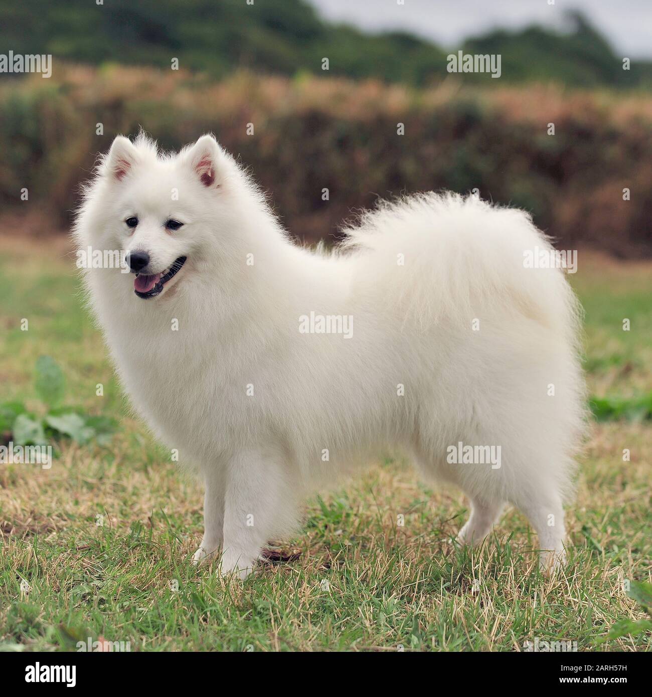 American Eskimo Dog High Resolution Stock Photography and Images - Alamy