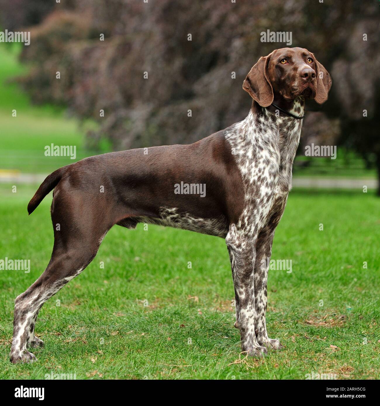 german shorthaired pointer liver and roan