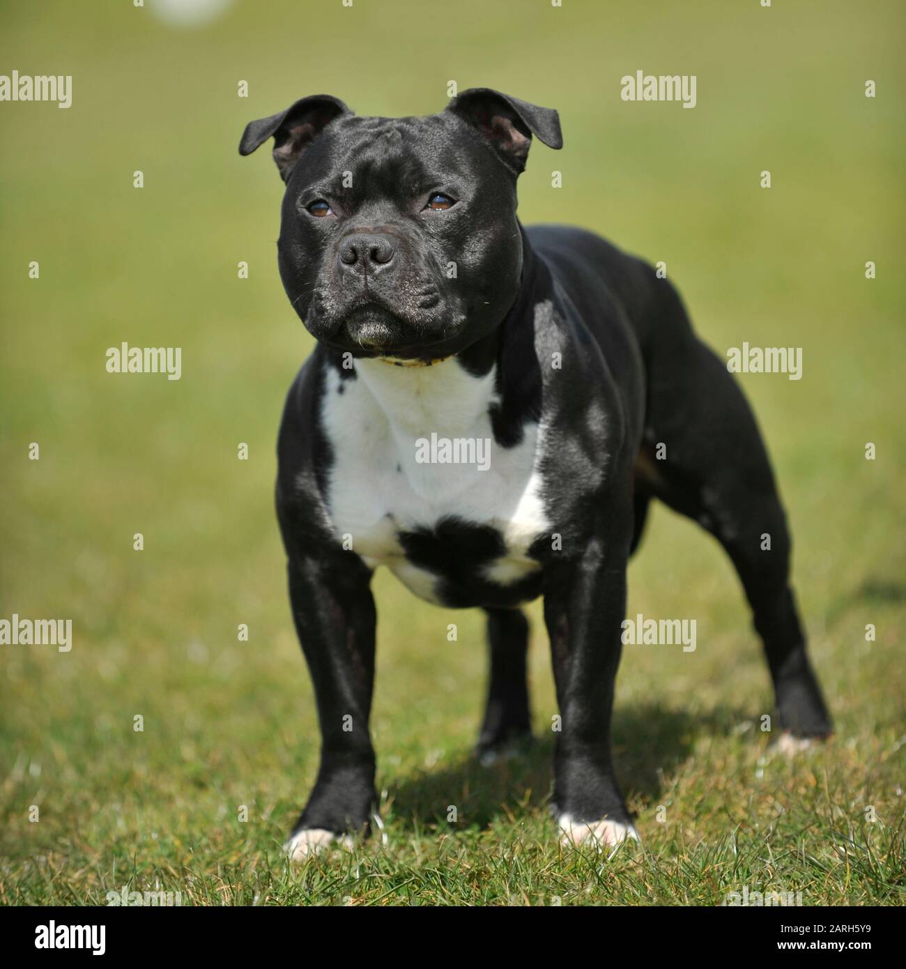staffie pure race
