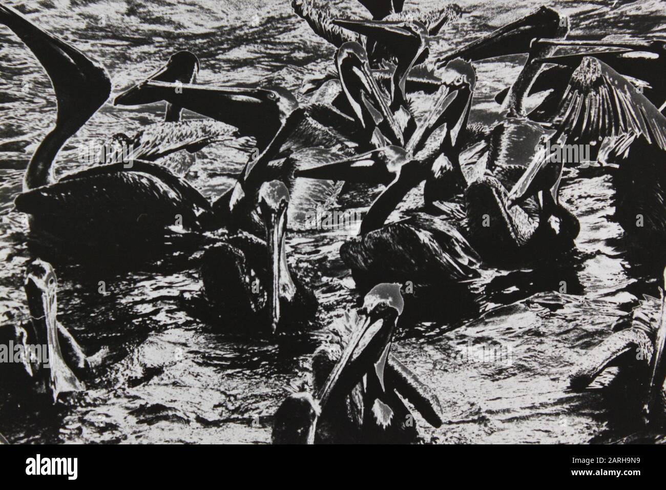 Fine 1970s black and white extreme photography of a bunch of pelicans in a feeding frenzy Stock Photo