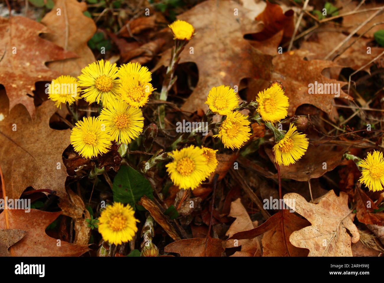 The picture shows coltsfoot in leaves in the forest Stock Photo