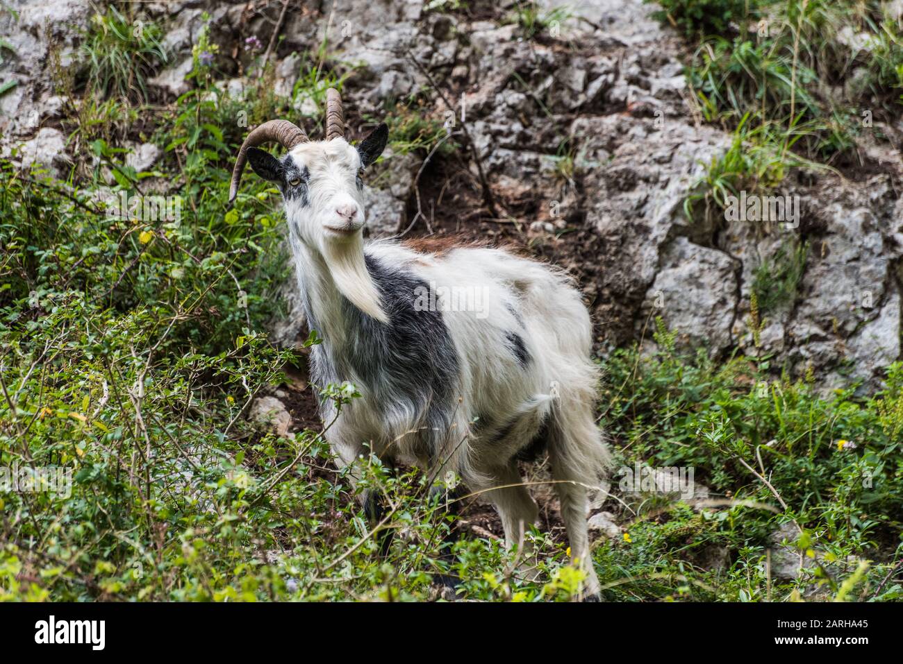 Feral goat in Cheddar Gorge Stock Photo