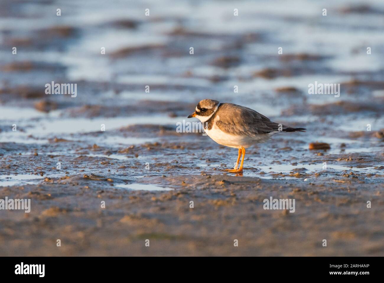 Ringed Plover Stock Photo