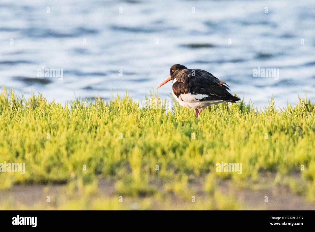 Oyster catcher on waters edge in a patch of samphire Stock Photo