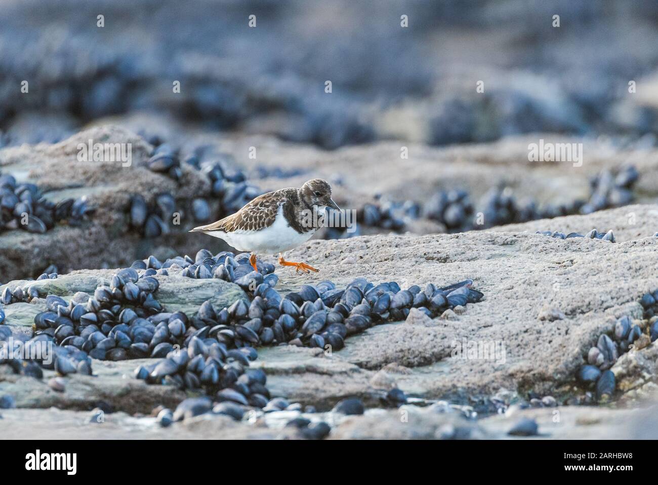 Turnstone foraging amongst the mussels on a rocky shore. Stock Photo