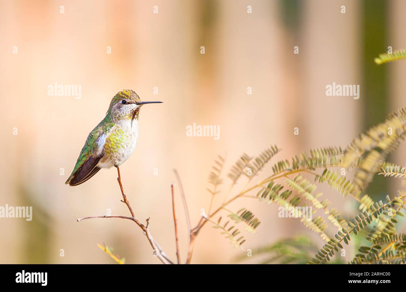Black chinned female humming bird resting on a branch. Image taken in Arizona in winter. Stock Photo