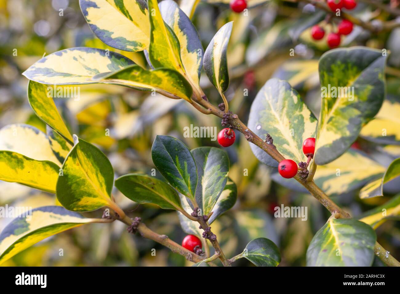 UK Gardens -  Close-up of the bright red-berried, Euonymus fortunei 'Emerald 'n' Gold'  evergreen shrub. Stock Photo