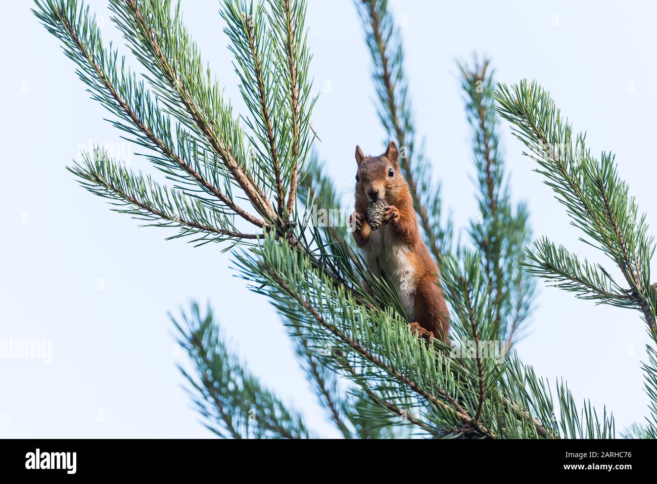 Red Squirrel feeding on pine cone Stock Photo