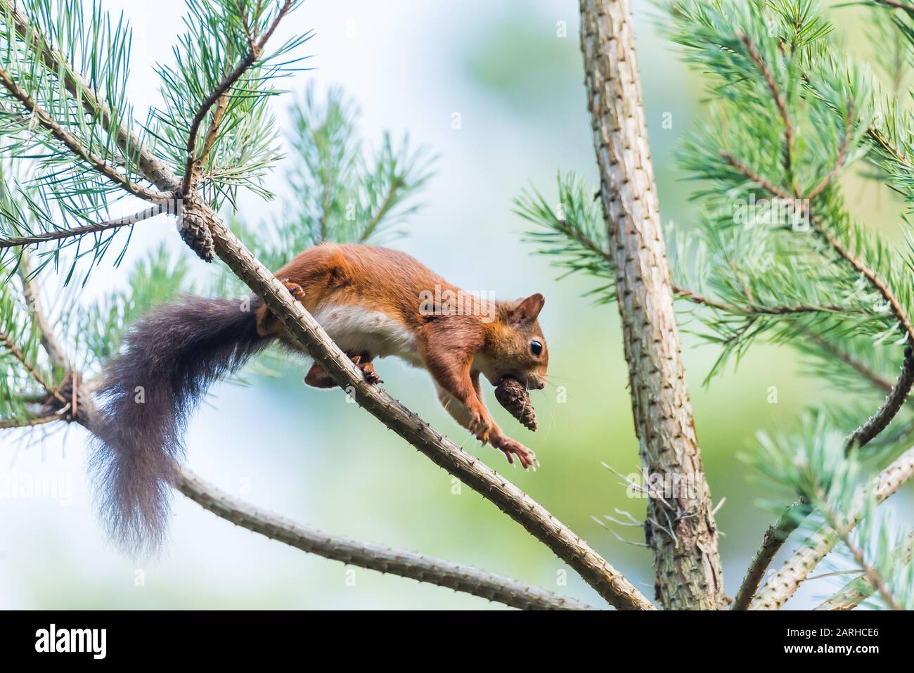Red Squirrel running with pine cone in mouth Stock Photo