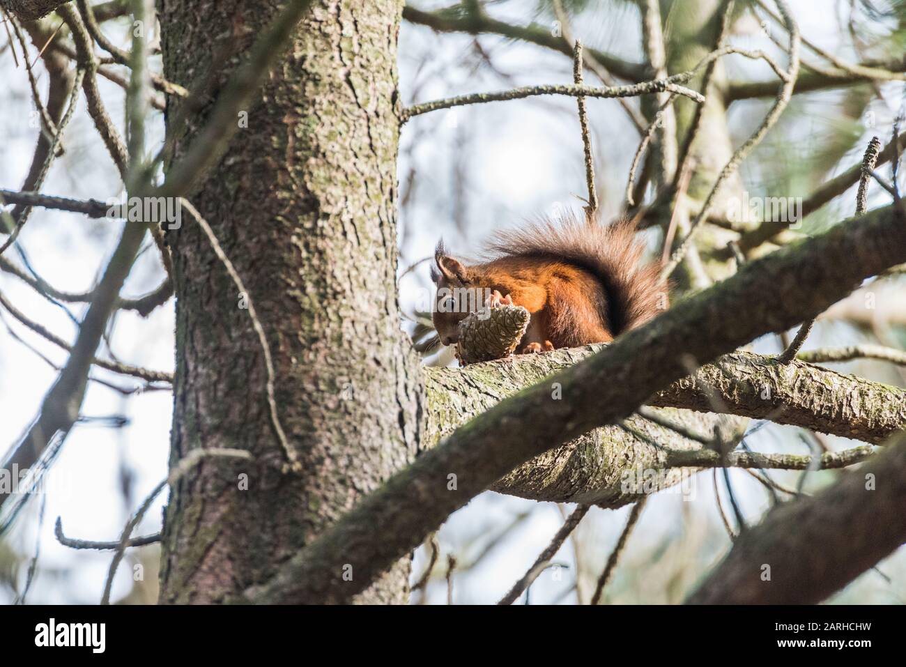 Red Squirrel feeding on pine cone Stock Photo