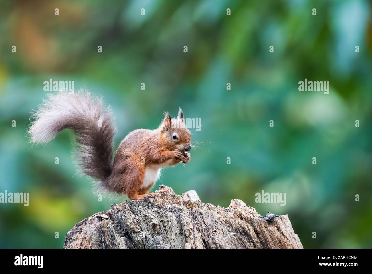 Red Squirrel feeding on tree stump Stock Photo