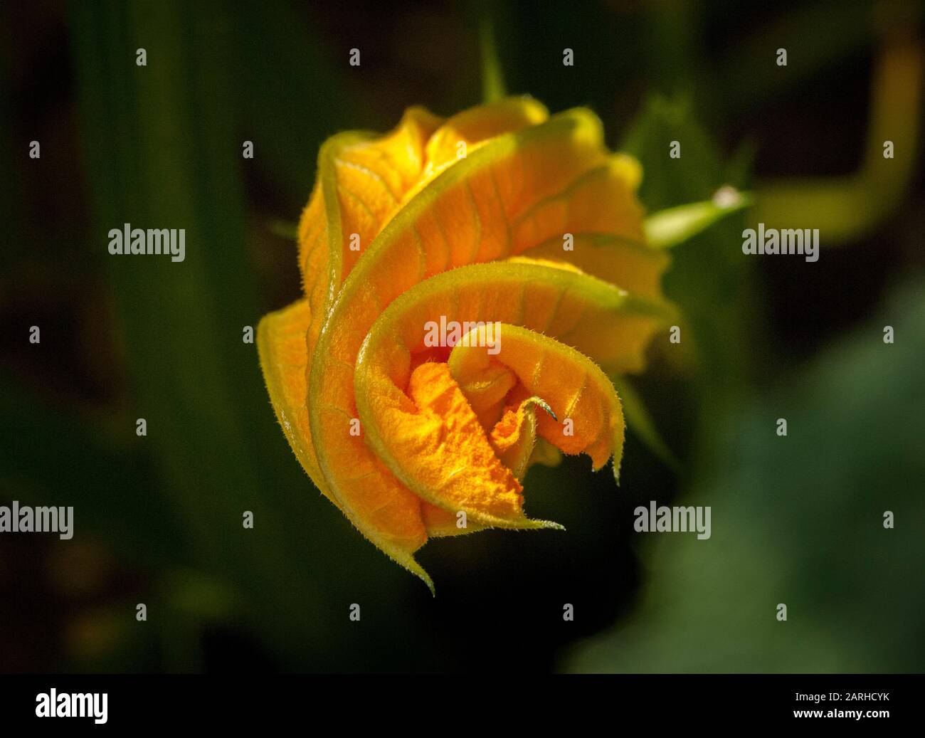 Yellow flower before opening on courgette plant Stock Photo Alamy